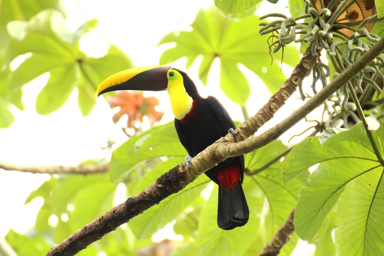 Are you interested in buying a property in Costa Rica?